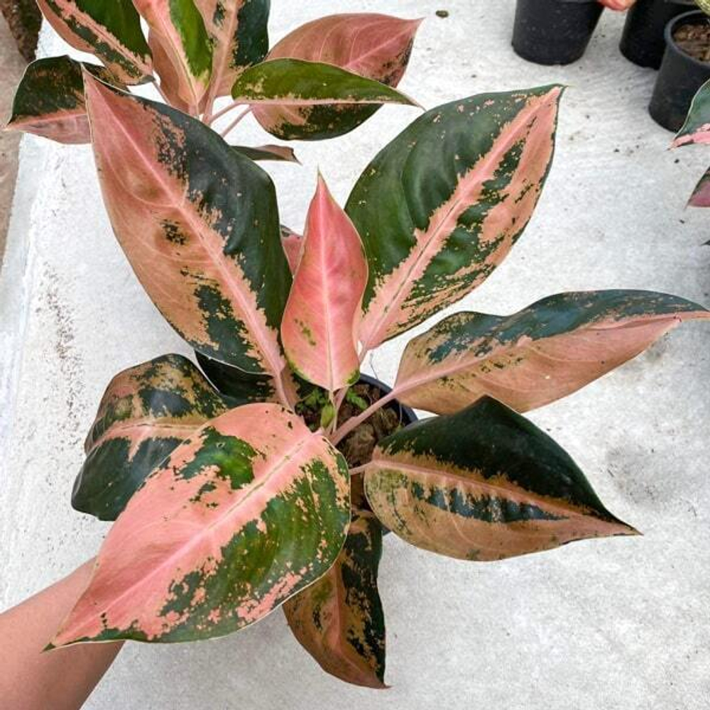 Аглаонема RICH PATH