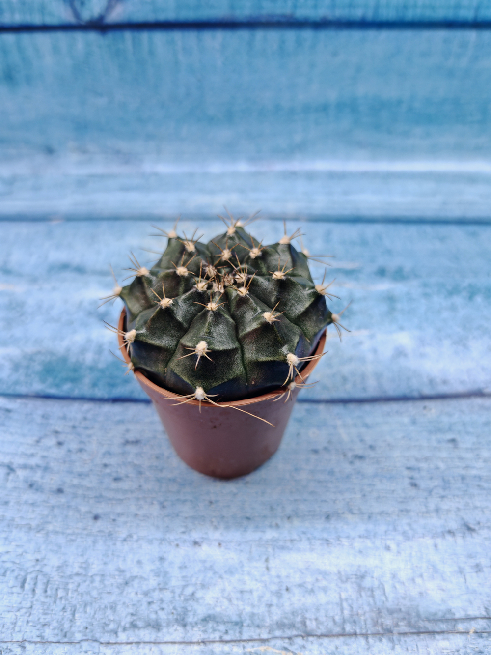 Gymnocalycium Friedrichii (Гимнокалициум)