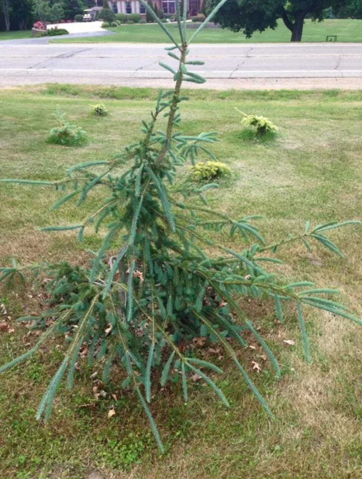 Ель Энгельмана Снейк Закупка М35 наличие 2026