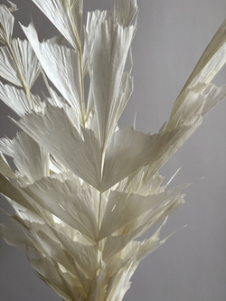 Кариота белая