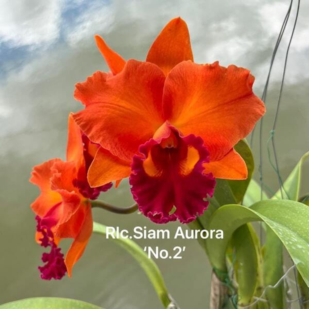 Орхидея ринхолелиокаттлея RLC. SIAM AURORA '#2'