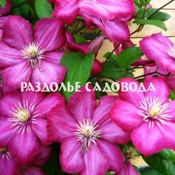 Клематис крупноцветковый Вилль де Лион