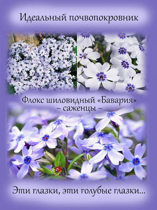 Флокс шиловидный Бавария почвопокровный