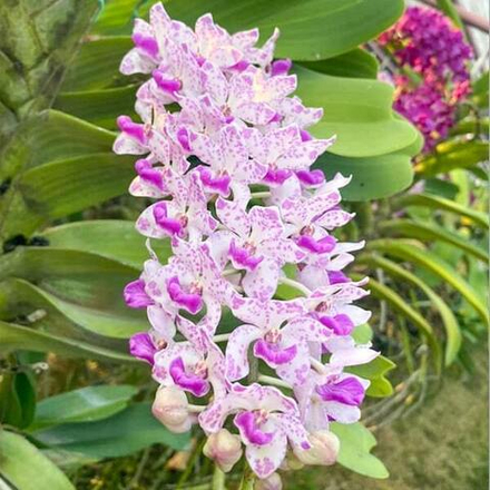 Ринхостилис RHY 28-CHOTHIP