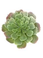 Суккулент 108 сизый