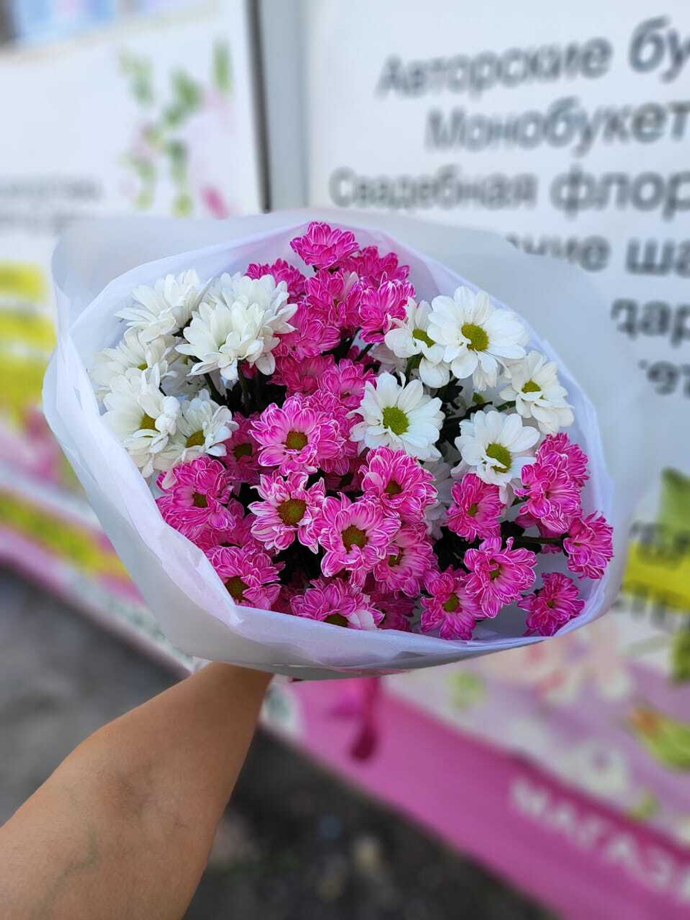 Пять ромашковые хризантем "малинка"