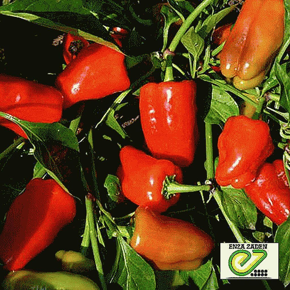 РЭД БАРОН F1 семена перца сладкого (Enza Zaden | Alexagro) – фото 3