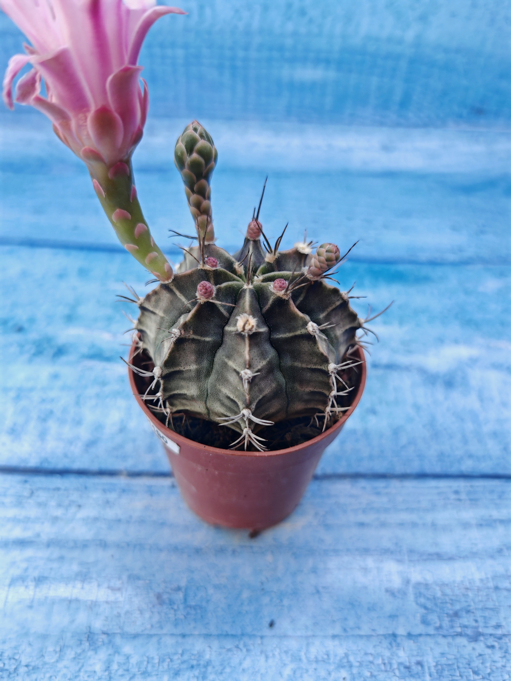 Gymnocalycium Friedrichii (Гимнокалициум)
