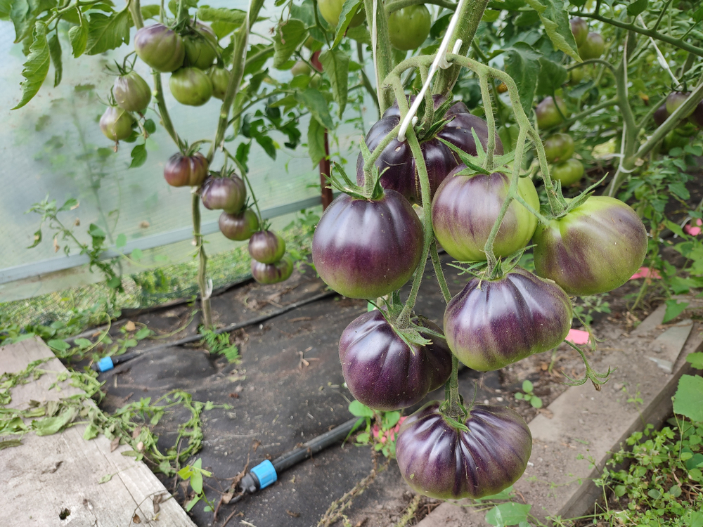 Синяя груша (Blue pear) сорт томата