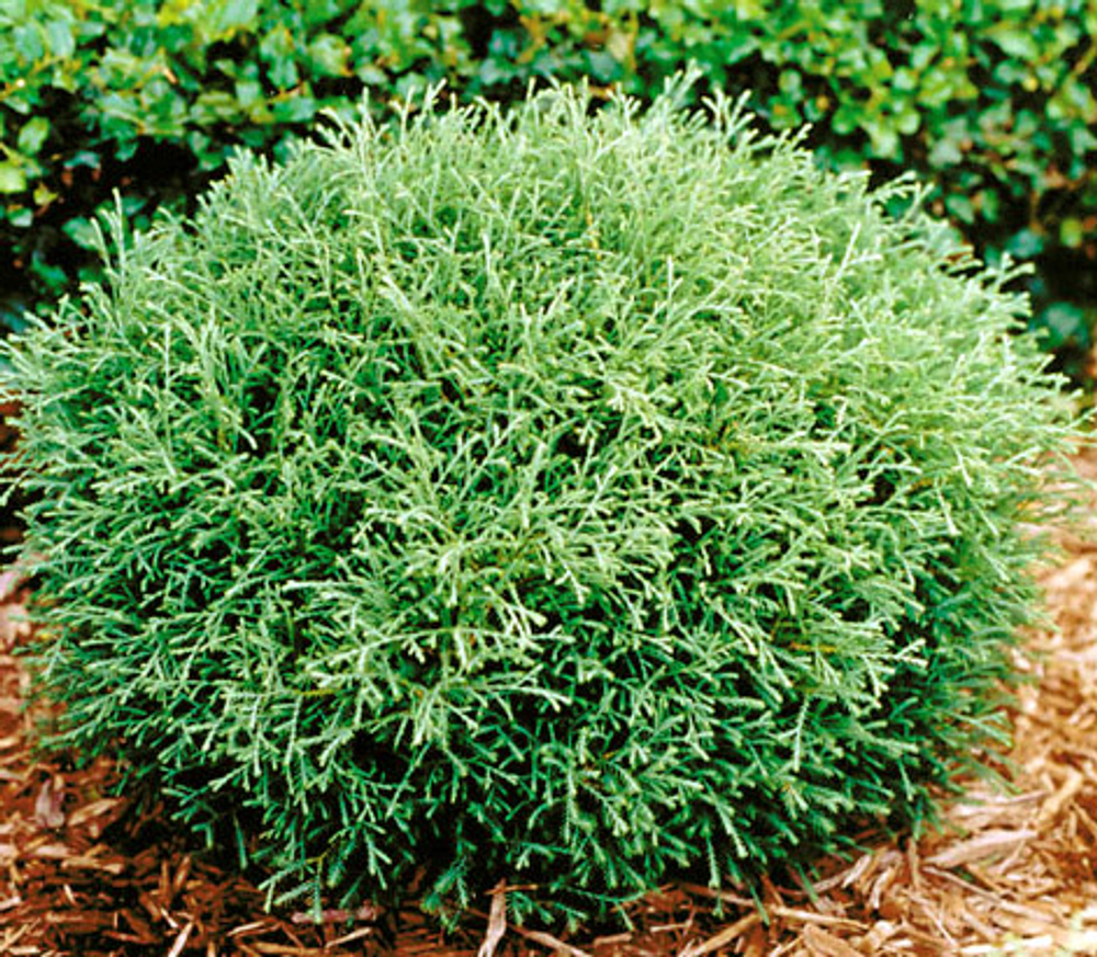 Туя Мистер Боулинг Болл (Thuja occidentalis Mr Bowling Ball) р9 август 2026.