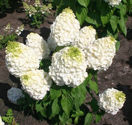 Гортензия метельчатая Magical Mont Blanc