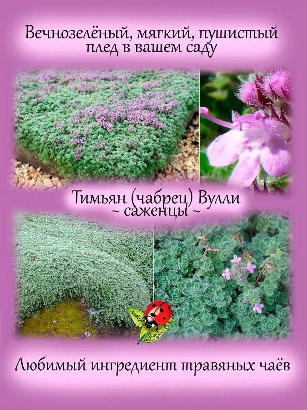 Тимьян Вулли чабрец многолетний