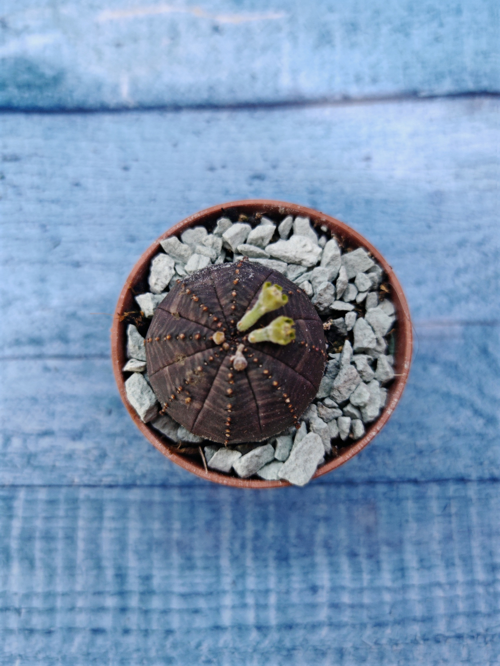 Суккулент Euphorbia Obesa (Эуфорбия)