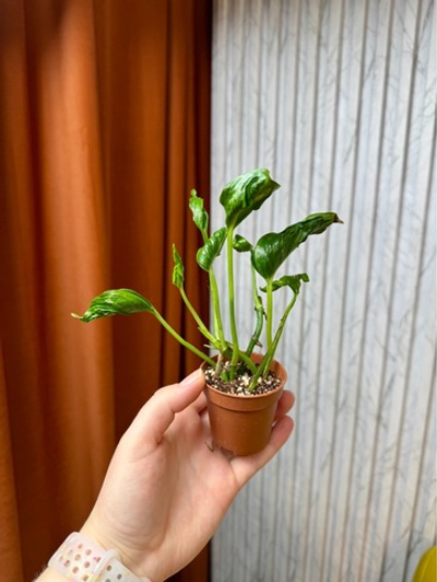 Эпипремнум Годзилла, D6см Н15см, 1шт, Urban Jungle (7583)