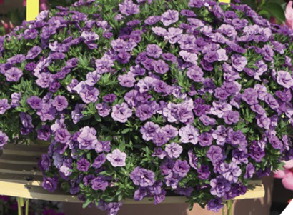 Калибрахоа ЕВРО в наличии