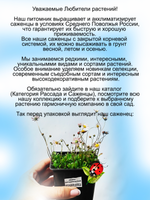 Эригерон мелколепестник почвопокровный многолетний