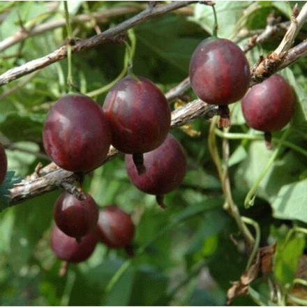 Крыжовник Пурмэн