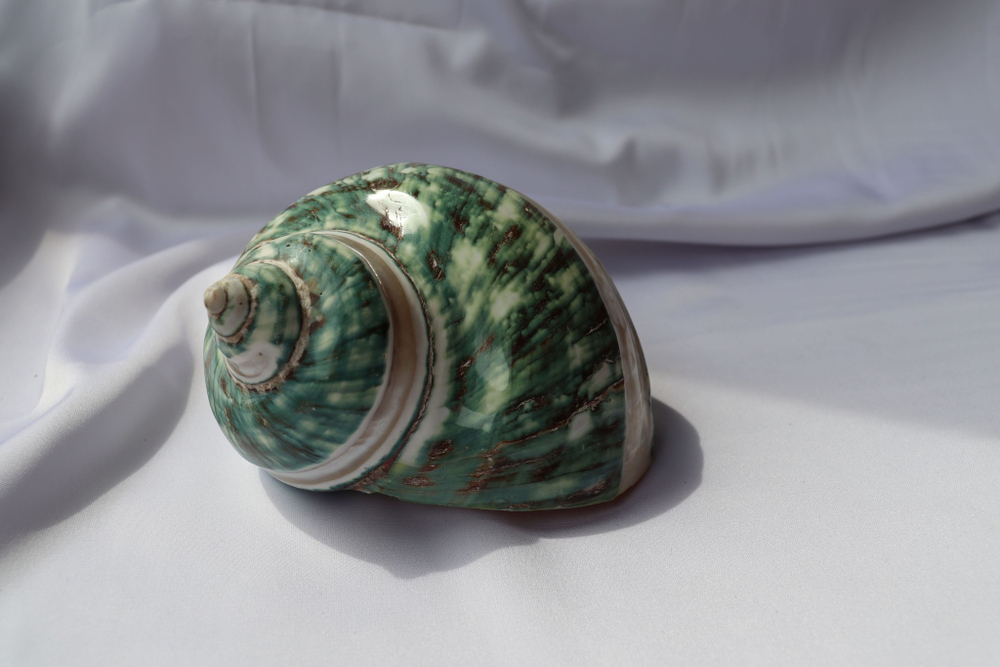 Турбо империалис полированный по спирали