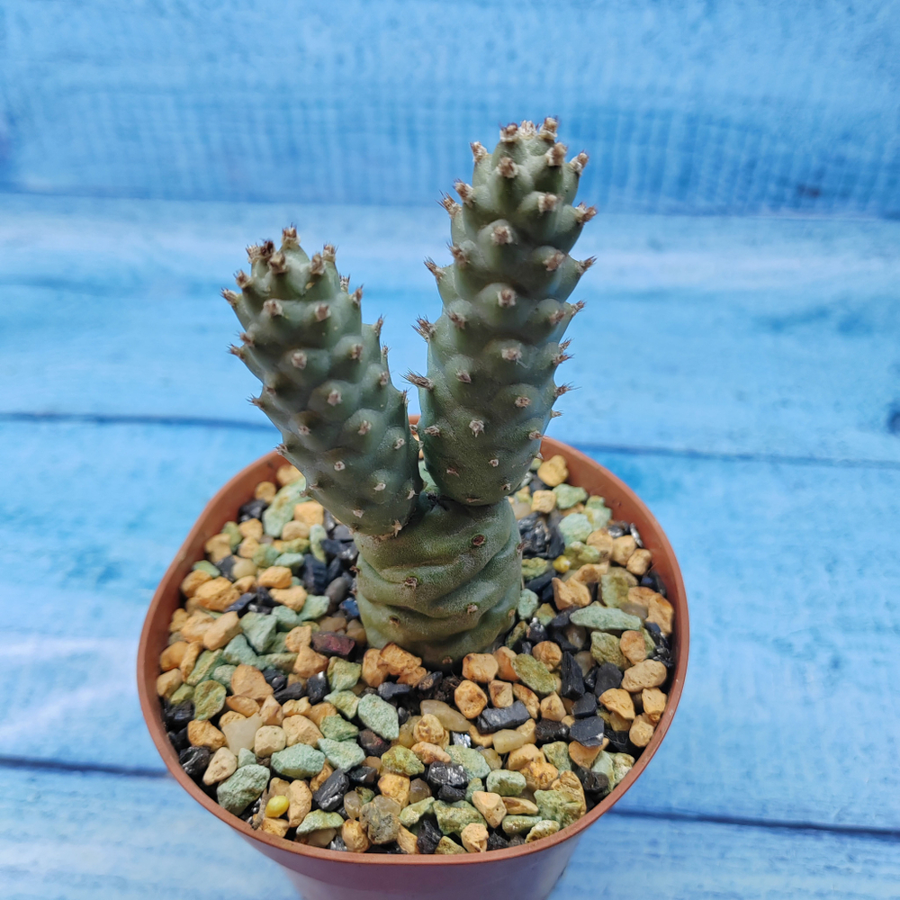 Tephrocactus Articulatus Diadematus (Тефрокактус)