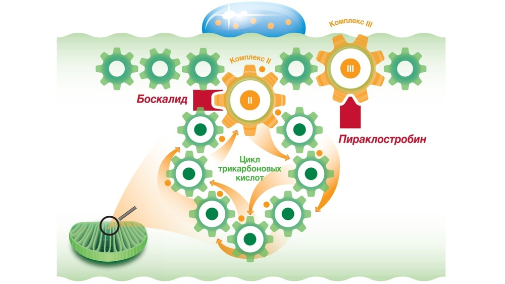 Фунгицид Сигнум, ВДГ ( 267+67 г/кг)
