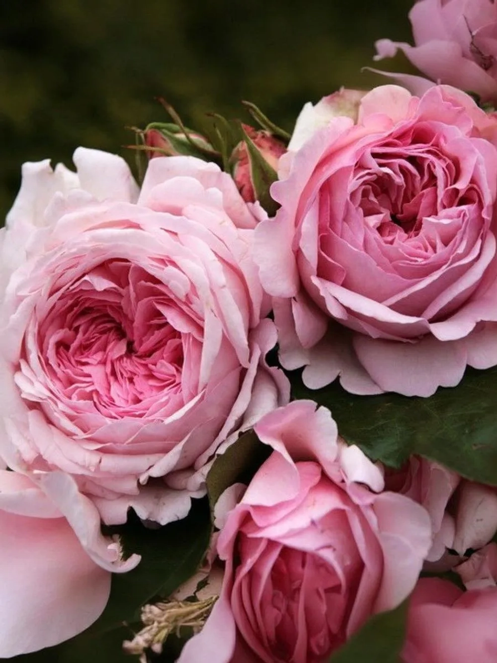 Роза шраб Александра Принцесса Люксембургская