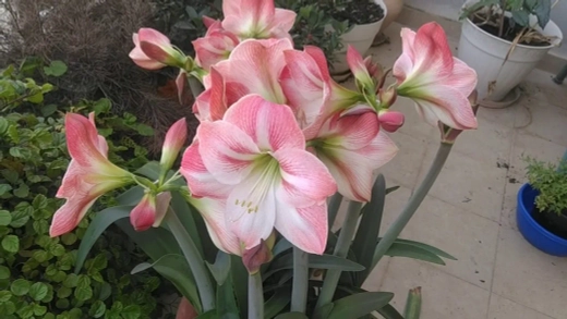 Амариллис Эппл Блоссом Закупка М80 сентябрь 2026