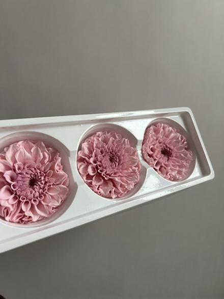 Георгины сиреневые d=8 см (упак 3 шт)