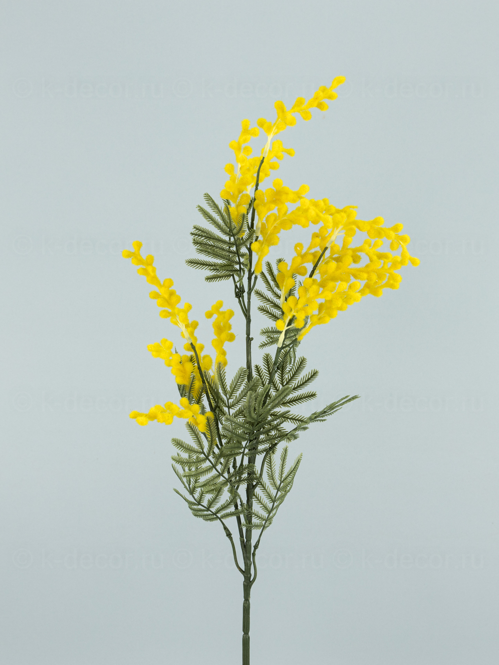 Ветка мимозы Юг