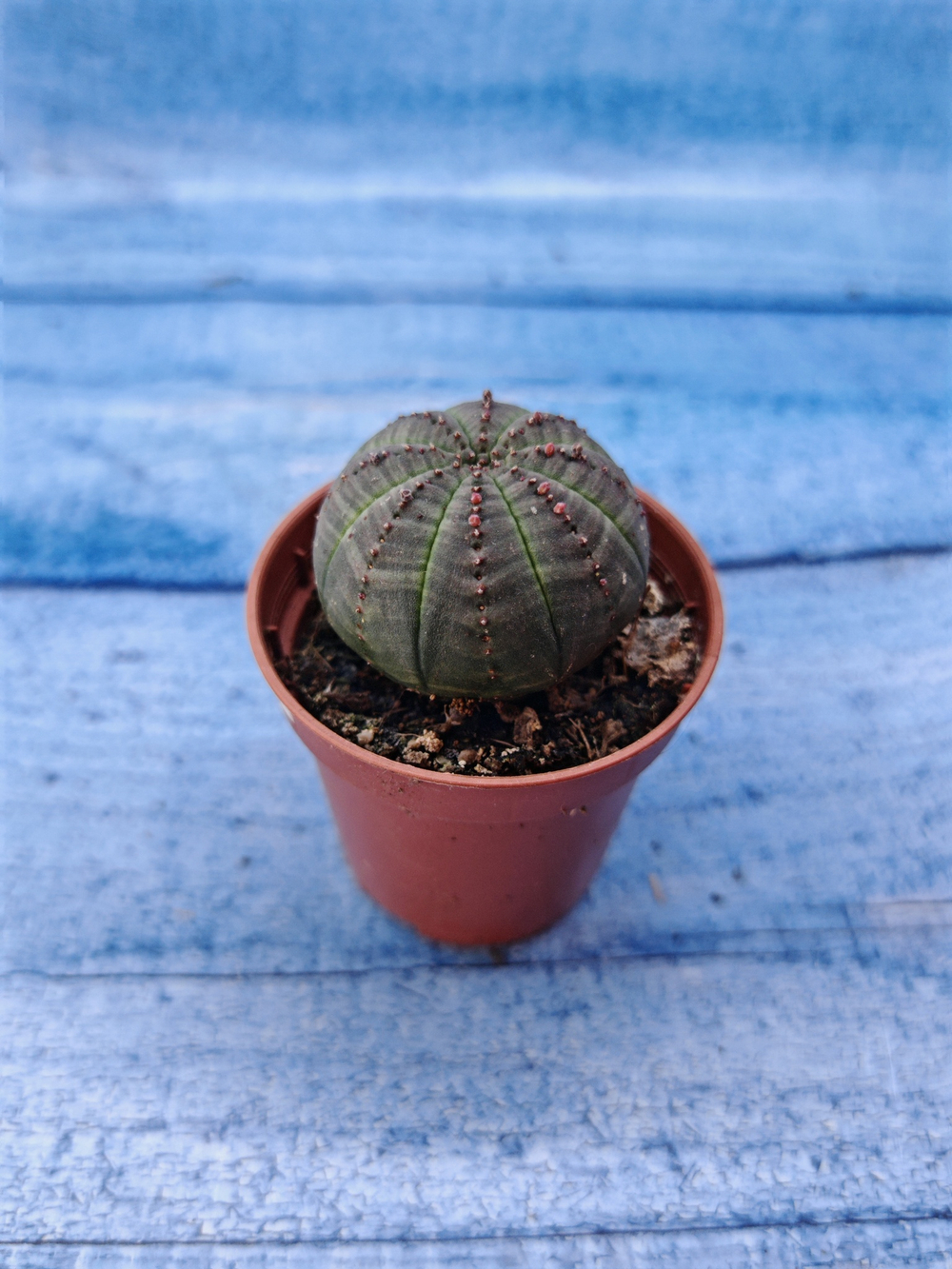 Euphorbia Obesa (Эуфорбия)