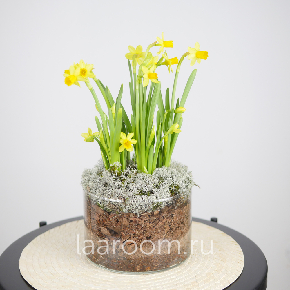 Флорариум весенний с нарциссами