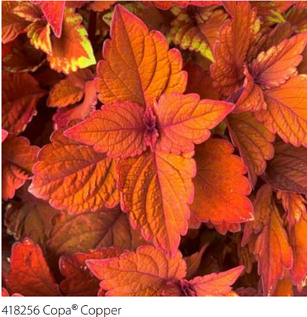 Колеус Copa cooper ЕВРО укоренный черенок ОКС МАРТ