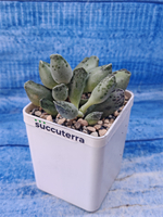Adromischus Festivus grey (Адромискус)