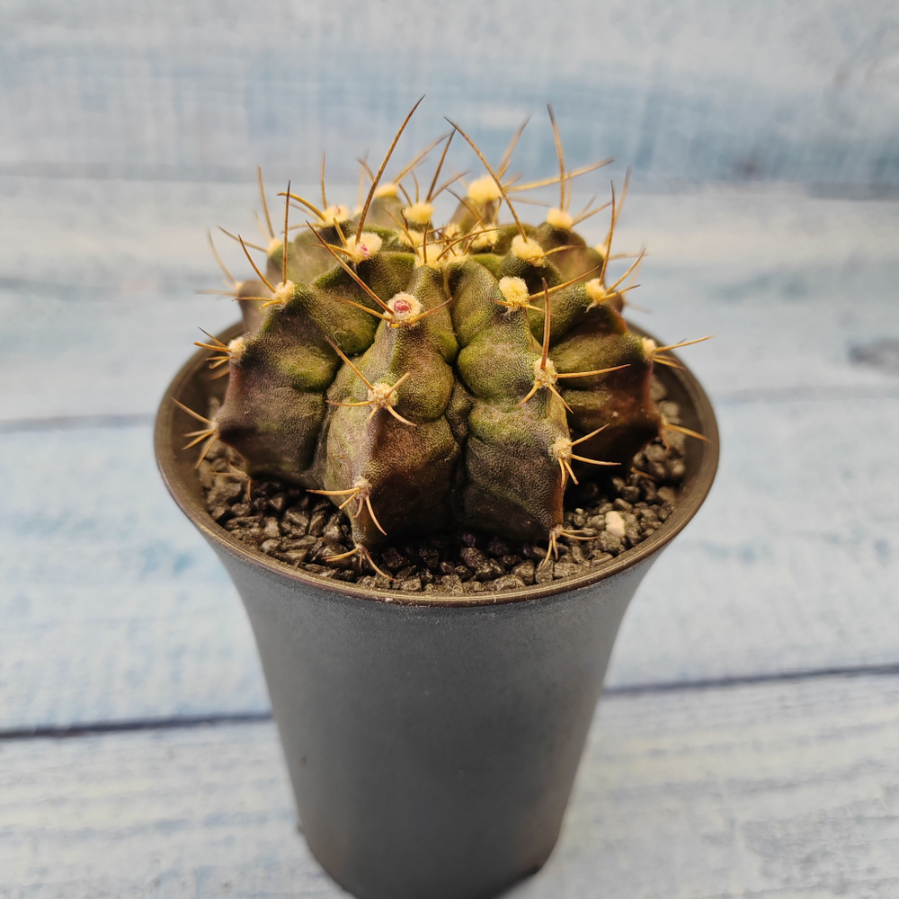 Gymnocalycium T-Rex hybride (Гимнокалициум T-rex)