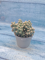 Tephrocactus Molinensis (Тефрокактус)