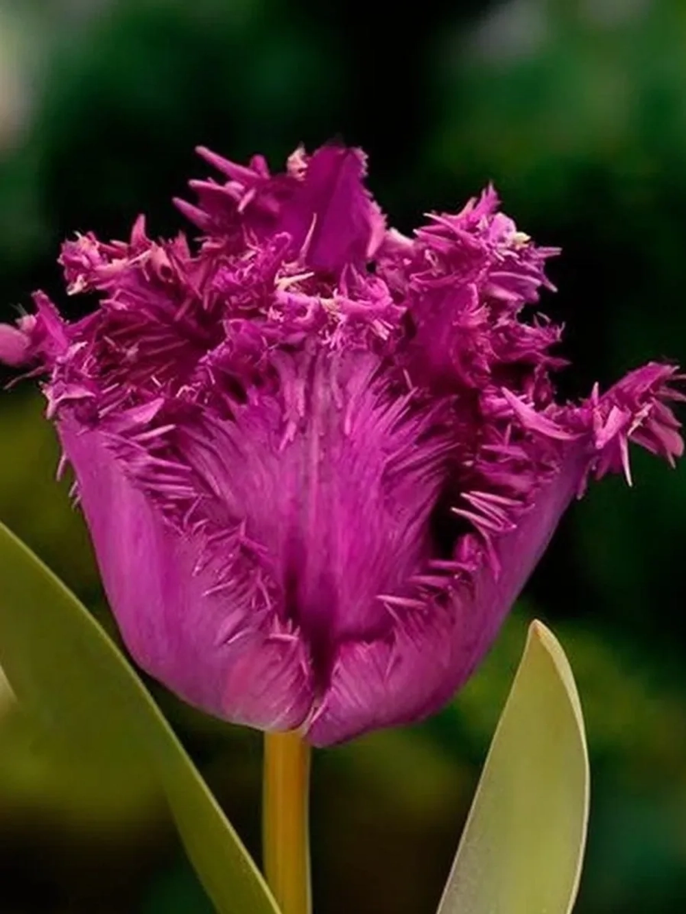 Тюльпан Бахромчатый Горилла