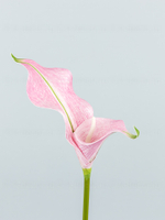 Каллы латекс БИГ