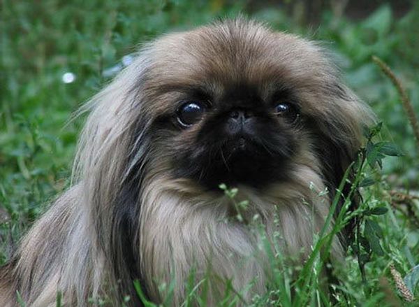 Пекинес Пекинес