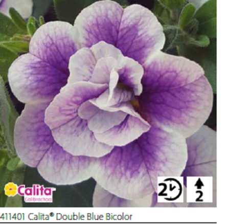ЕВРО Калибрахоа Calita® Double Blue Bicolor укорененный черенок ОКС февраль 26 Volmary