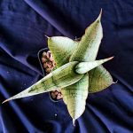 Сансевиерия WHITE RHINO