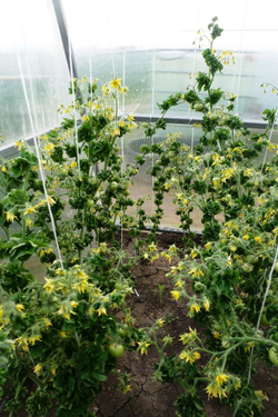 Помидоры Палка — Колоновидные