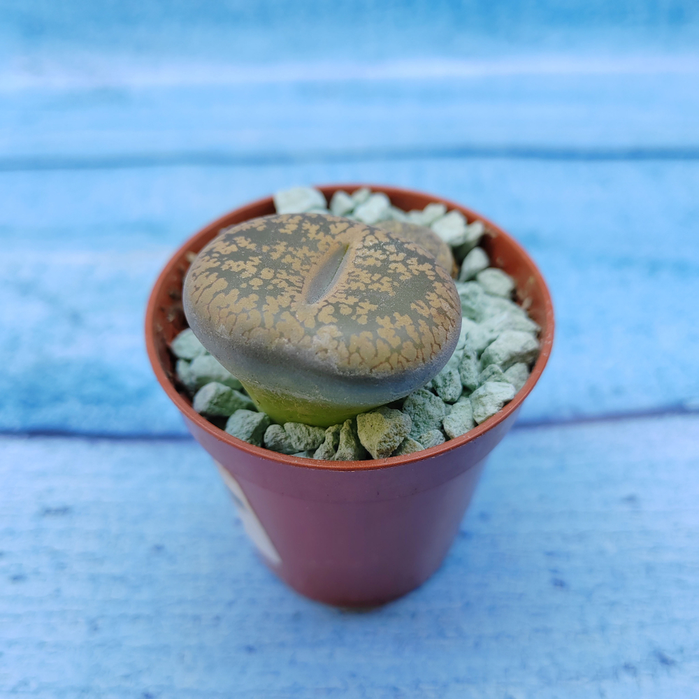 Lithops sp. (Литопсы)
