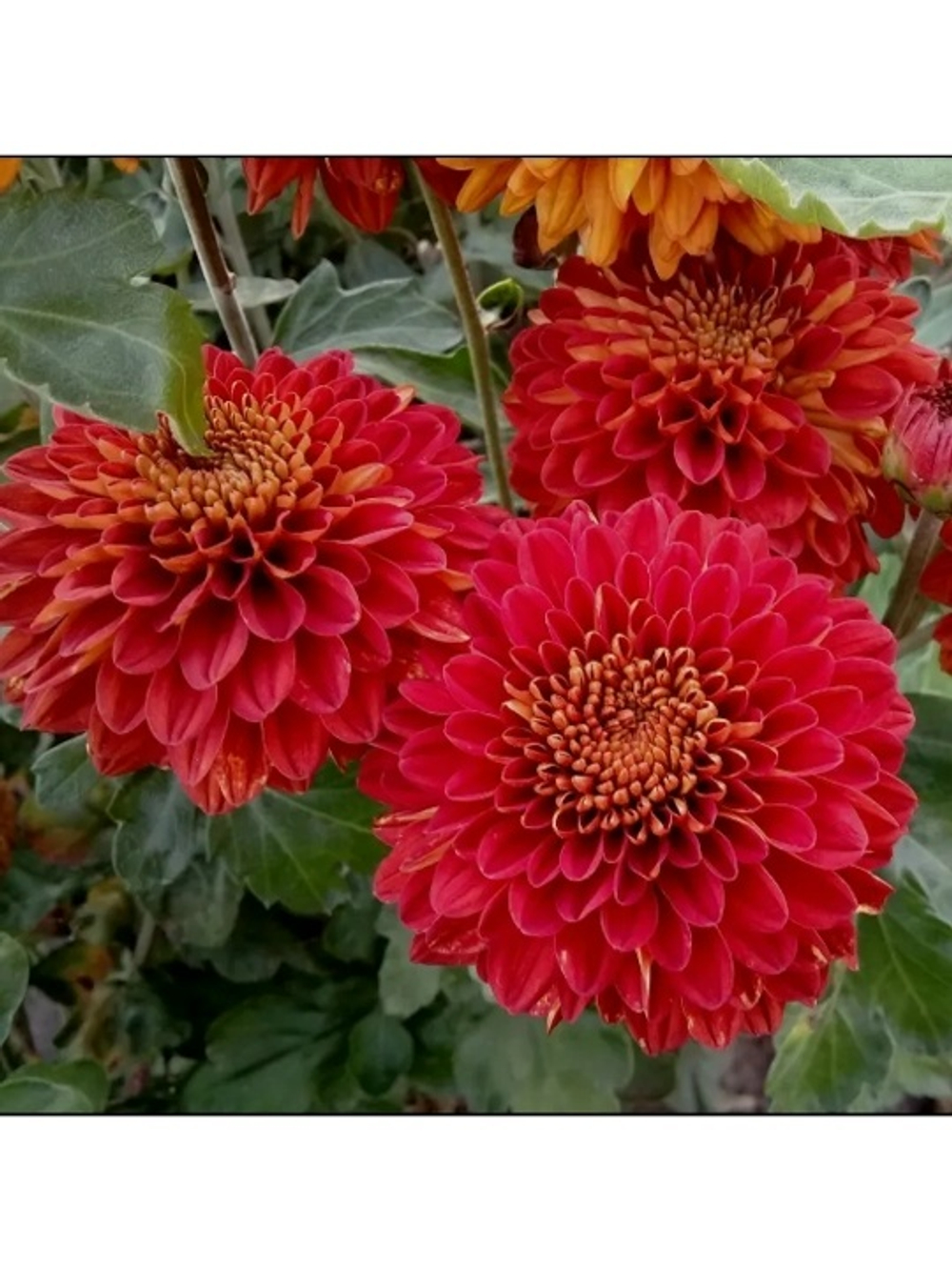 Хризантема корейская Венди Ред