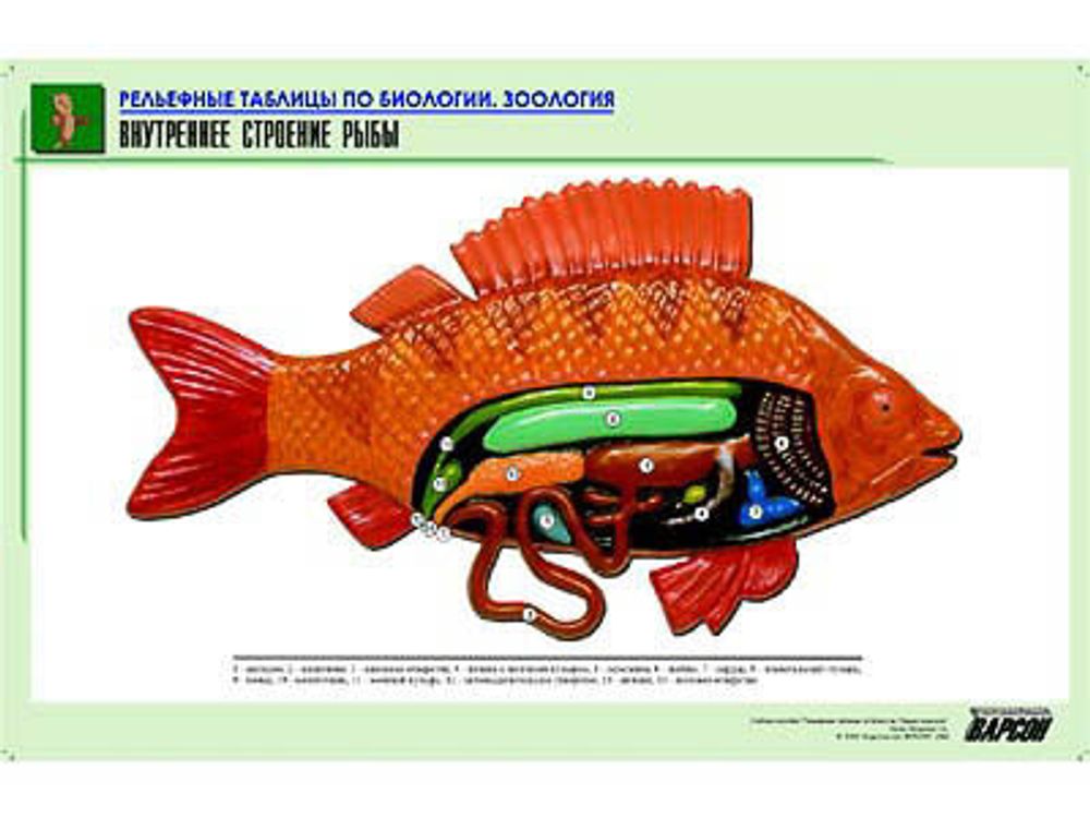 Рельефная таблица &amp;#34;Внутреннее строение рыбы&amp;#34; (формат А1, матовое ламинир.)