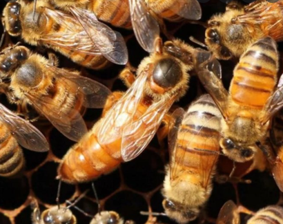 Пчеломатка Бакфаст (Buckfast F1). Плодная матка 2025 г, проверены на засев.