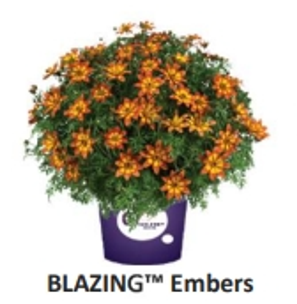 ЕВРО Биденс Blazing Embers укорененный ЕВРО черенок НАЧАЛО ЯНВАРЯ поставка 5