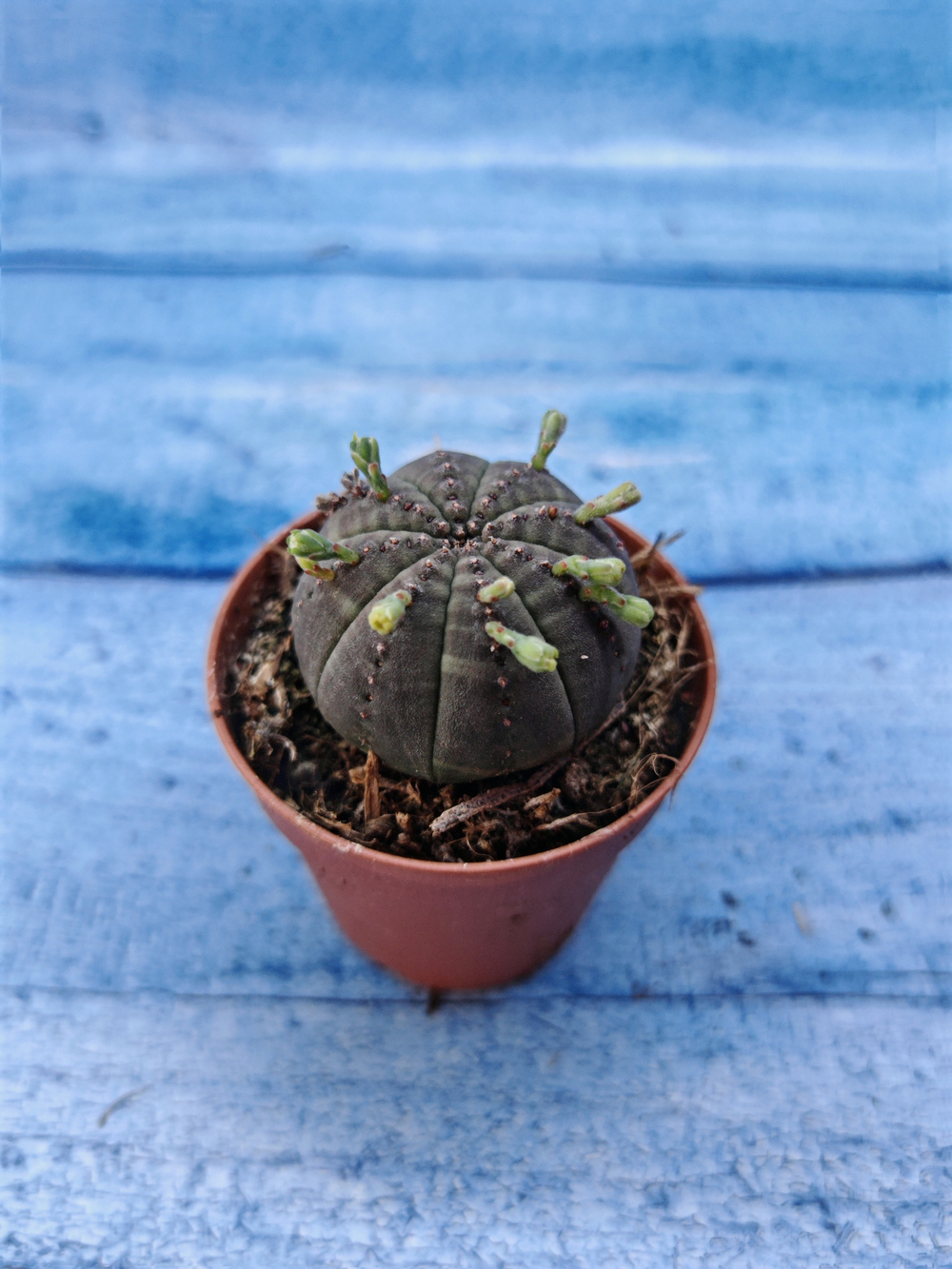 Euphorbia Obesa (Эуфорбия)