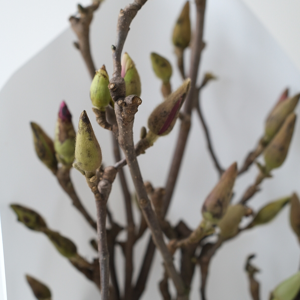 Ветки Магнолии