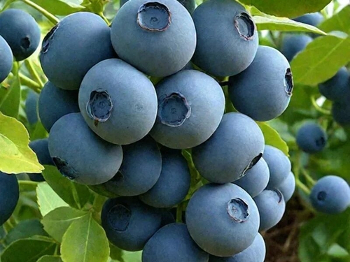 Голубика Ласт Колл