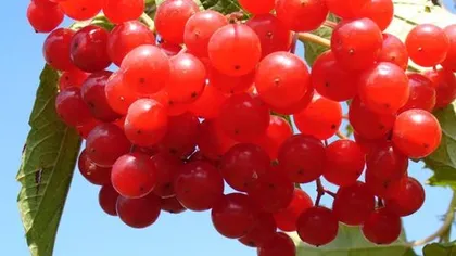 Калина (кора)