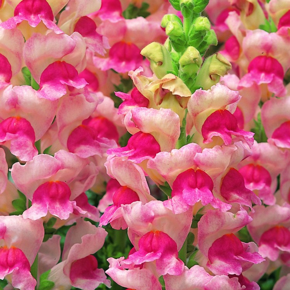 Львиный зев ОПУС ЭППЛБЛОССОМ